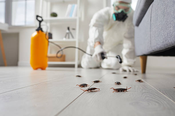 Post-Treatment Bed Bug Interceptor Monitoring in Memphis